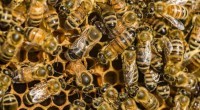 Honeybee venom 'kills some breast cancer cells'