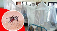 Dengue: 11 hospitalised in 24 hours