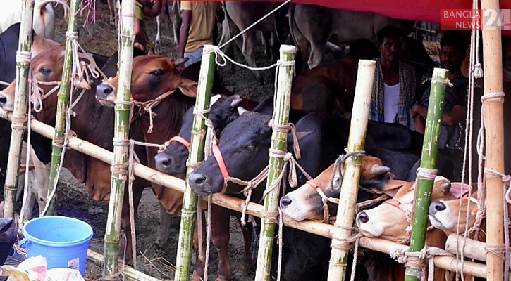 Sales of sacrificial animals begin tomorrow in capital