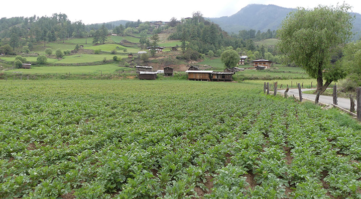 Bhutan exploring new potato markets in Bangladesh, Nepal 