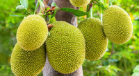 For the first time, jackfruit cultivation starts in Pakistan