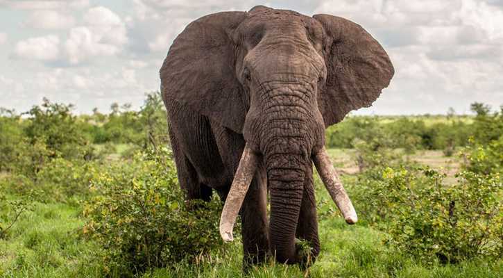 Namibia to cull 723 wild animals to provide relief 