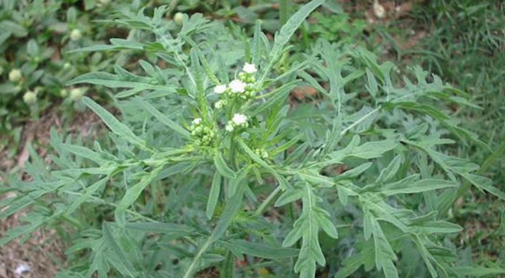 Man jailed for plot to put wife on death row with weed