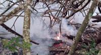 Sundarbans fire under control, investigation committee formed