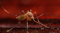 Dengue: 48 more patients hospitalized in 24 hrs