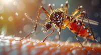 Dengue: 429 hospitalised, cross 10,000 mark across Bangladesh
