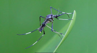 Aedes dominates as beneficial mosquitoes disappear