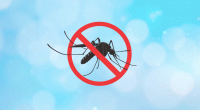 Two die, 279 hospitalised with dengue in 24 hours