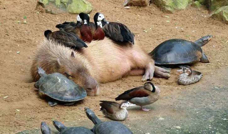 কাপিবারা সবার প্রিয়!