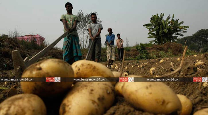 ‘সোনালি স্বপ্ন’ ঘরে তুলতে ব্যস্ত কৃষক