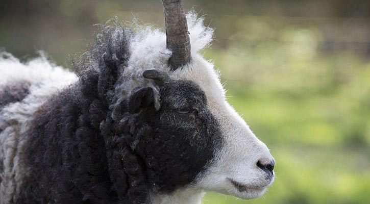 ইউনিকর্ন নয়, EWE-nicorn!