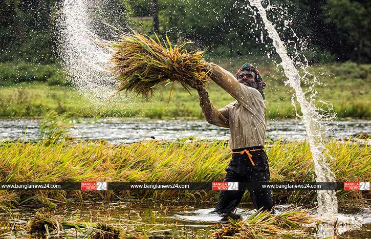 নদী ভরা ধান!