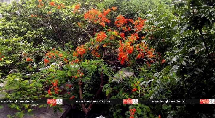 কৃষ্ণচূড়ার ফুলে ফুলে সেজেছে ঢাকার আদালত