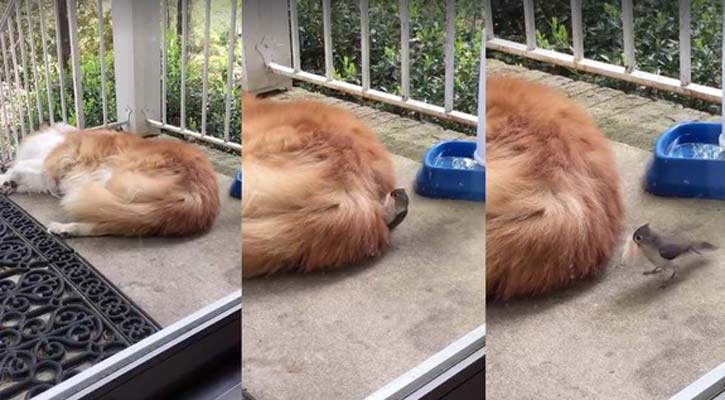 বানাতে পাখির বাড়ি, কুকুরের লোম গেলো চুরি! (ভিডিওসহ)