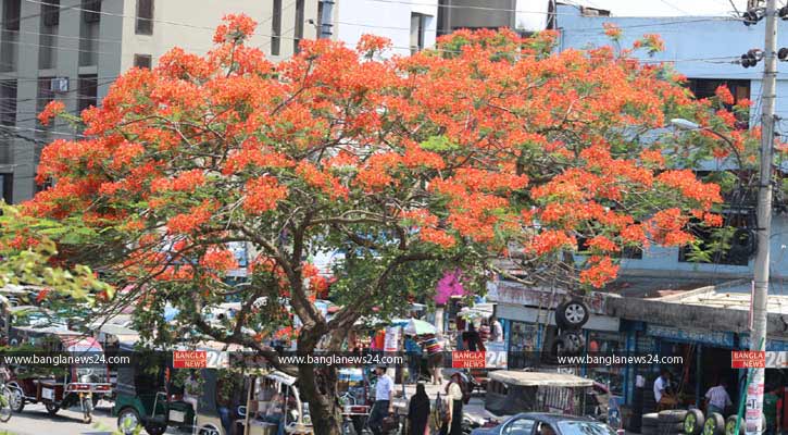 কৃষ্ণচূড়ার রঙে সেজেছে খুলনা