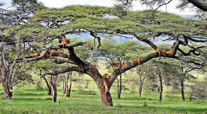 সিংহ দলের গাছঘুম!