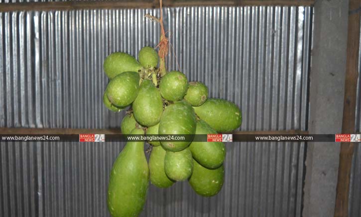 কেশবপুরে এক বোটায় ৪৪ লাউ!