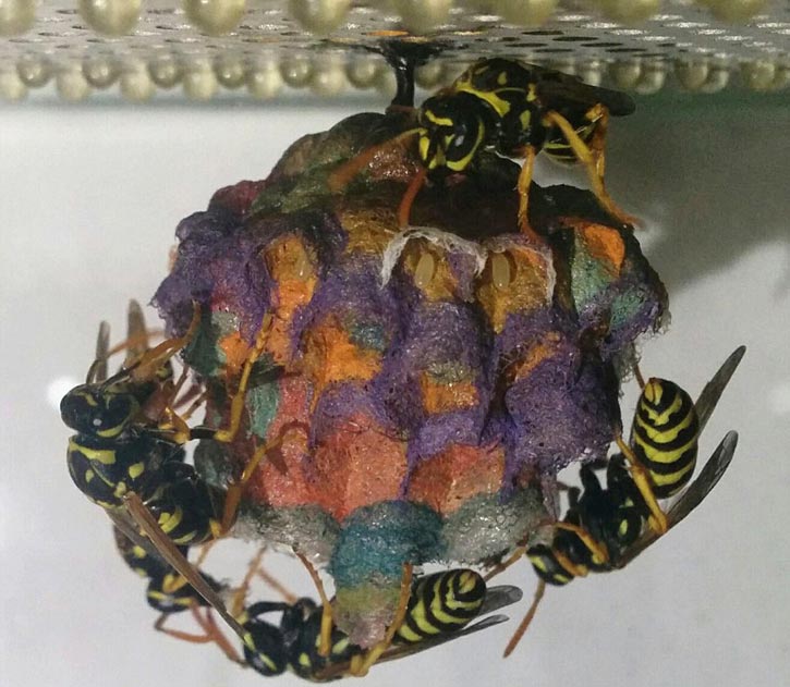 রঙিন কাগজ দিয়ে মৌমাছির নান্দনিক বাড়ি!