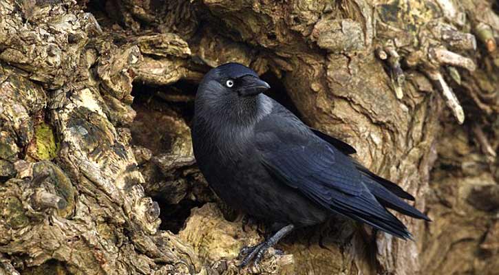 কাক শিম্পাঞ্জির মতোই বুদ্ধিমান!