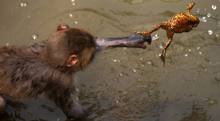 বানরের আদর বুঝলো না ব্যাঙ!