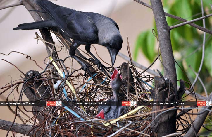 কাঠফাটা দুপুরে কাকছানাদের খানাদানা (ফটোস্টোরি)