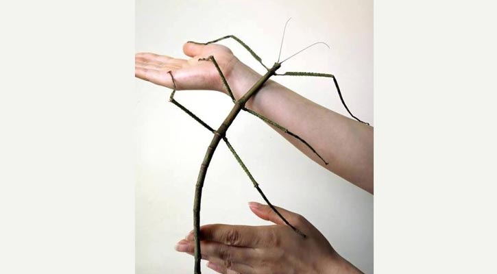 বিশ্বের সবচয়ে বড় পোকা লম্বায় ২৫ ইঞ্চি!