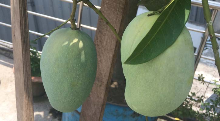 জ্যৈষ্ঠ এসেছে মধুমাসের সাজে