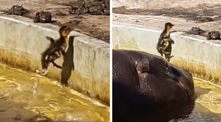 ছোট্ট হাঁসছানার বন্ধু বড় জলহস্তি