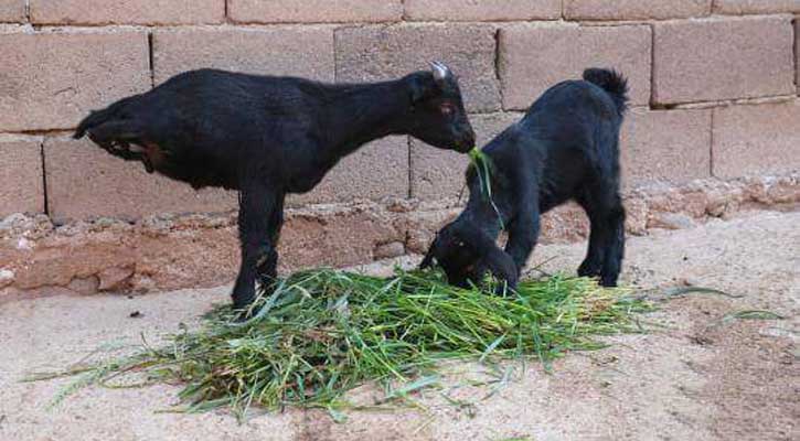 পা দু’খানা, তাই বলে চলতে মানা?