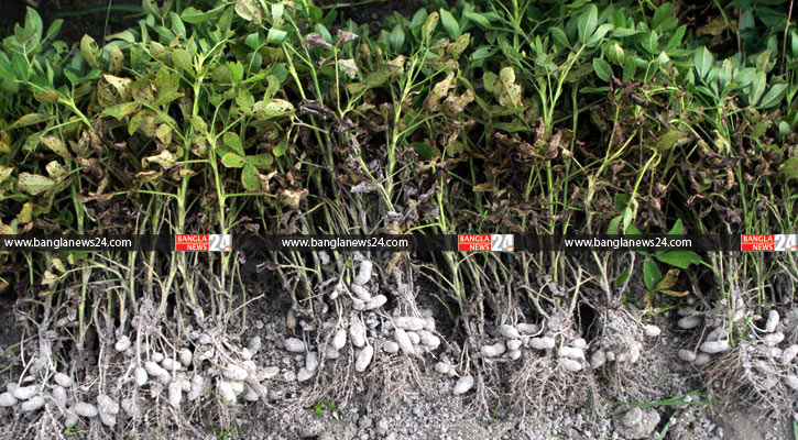 রংপুরের তিস্তার চরের বিস্তীর্ণ এলাকা জুড়ে বাদাম চাষ