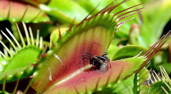 মাংসাশী উদ্ভিদ ভেনাস ফ্লাইট্র্যাপ