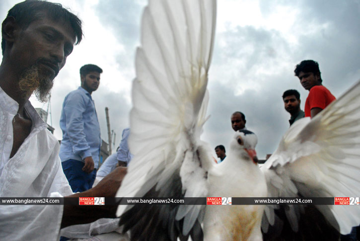 কাপ্তানবাজারে কবুতরের হাট, এক কবুতর বিক্রি চারবার!  