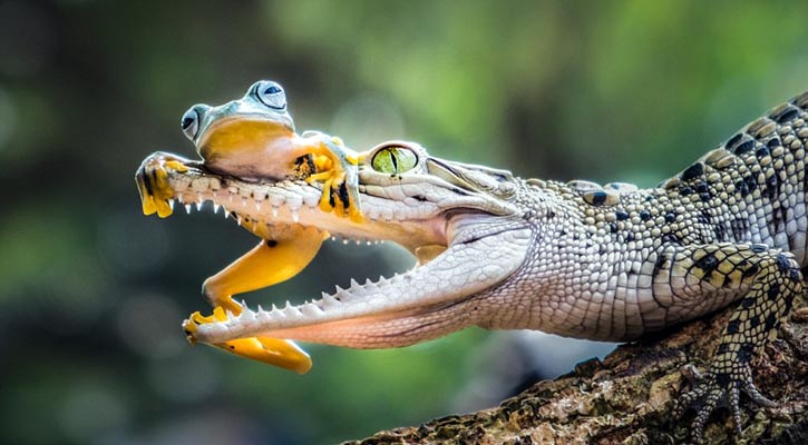 কুমিরের মুখে ব্যাঙের খেলা!