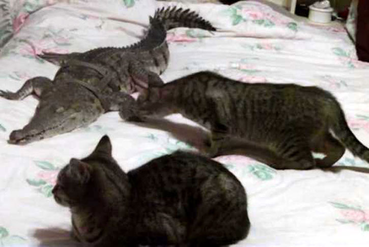 বিড়ালে-কুমিরে এক খাটে ঘুমায়!