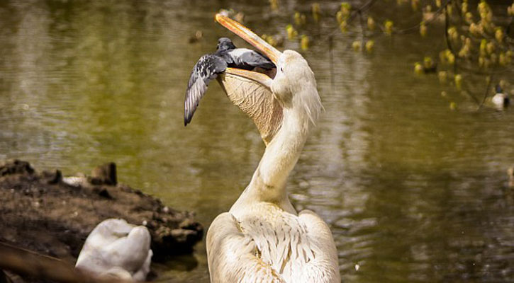 খাবার খুঁজতে গিয়ে নিজেই সাবাড়!
