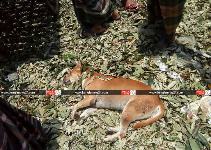 লিচু পাতার কারপেটে ঘুম!