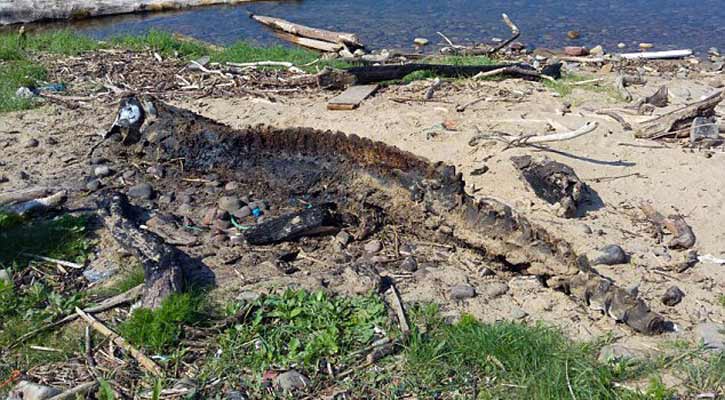 ব্রিটিশ সৈকতে ভেসে উঠলো এ কোন প্রাণী!