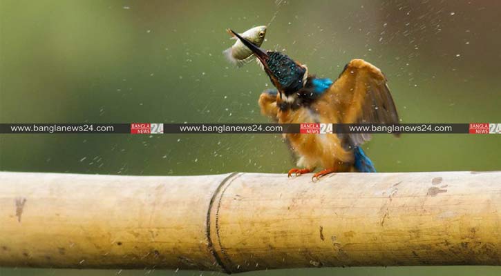 মাছপটু ছোট মাছরাঙা