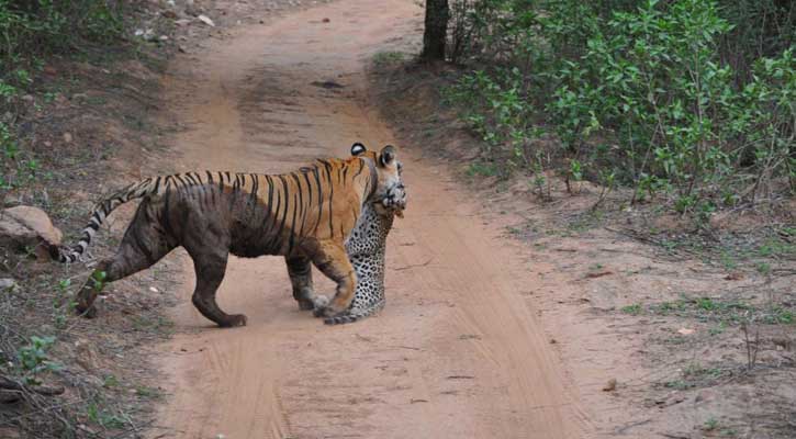 রয়েল বেঙ্গলের থাবায় খতম চিতা