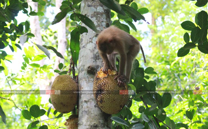 গাছের মাথায় কাঁঠাল ভেঙে ভোজে বিভোর বানর
