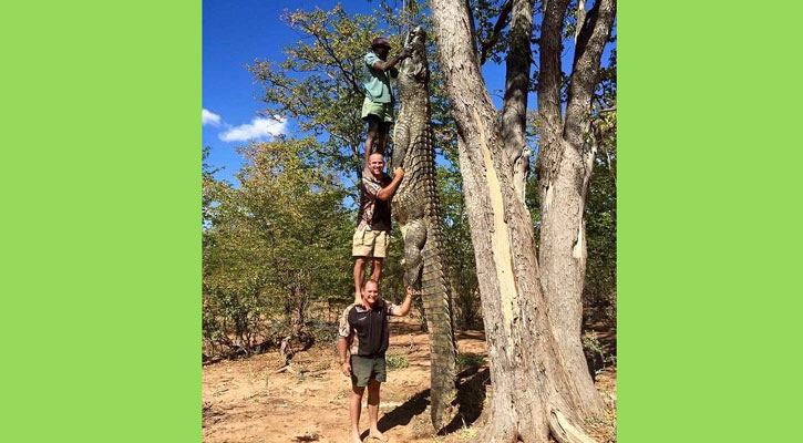 তিন মানুষ সমান লম্বা কুমির!