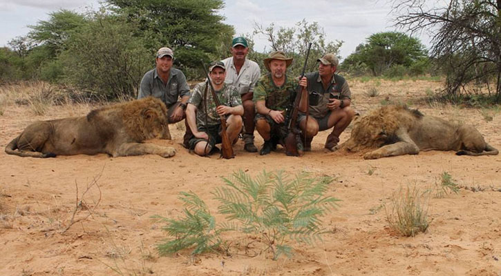 সিংহের মাংস খেতে সবচেয়ে সুস্বাদু!