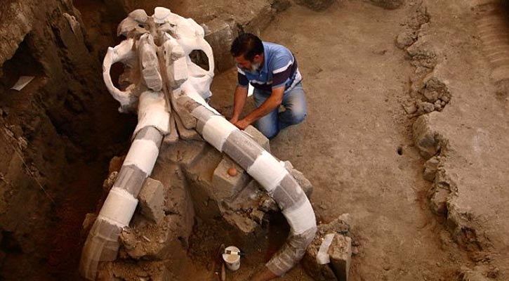 ১৪ হাজার বছর আগের ম্যামথের খুলি!