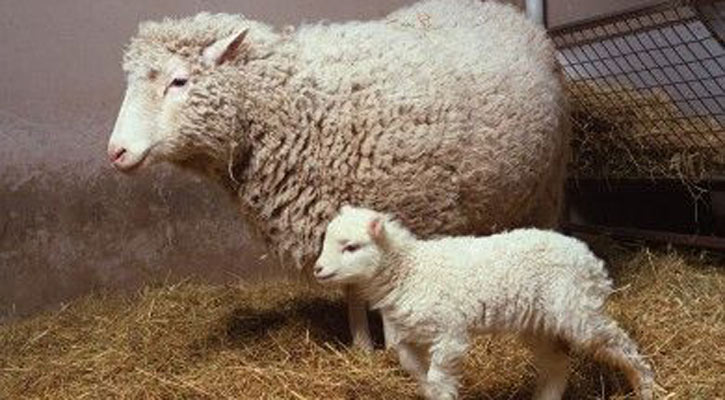 ক্লোনিং পদ্ধতির প্রথম সাফল্য ভেড়াশাবক ডলির জন্ম