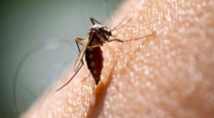 ডেঙ্গু আক্রান্ত হয়ে হাসপাতালে ৯৬ জন