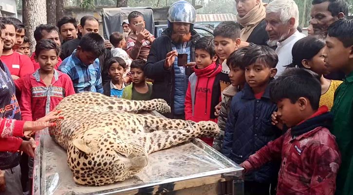 পঞ্চগড়ে চিতা বাঘের আক্রমণে গরুর মৃত্যু, পরে নদীতে মিলল মৃত বাঘ!