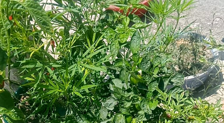 সরকারি হাসপাতালের স্টাফ কোয়ার্টারের ছাদে গাঁজা চাষ! 