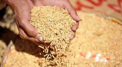 আদিতমারীতে বোরো ধান-চাল সংগ্রহ শুরু