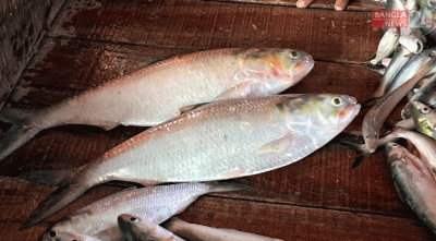 মেঘনার ৭০০ গ্রাম ওজনের ইলিশের মণ লাখ টাকা!