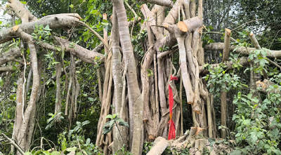 নতুন বাড়ি করতে সেই গাছ বেচেছিলেন মালিক, বয়স নিয়েও বিভ্রান্তি